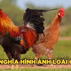 y-nghia-hinh-anh-loai-ga